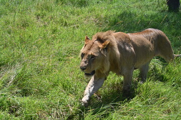 lion in the grass too close