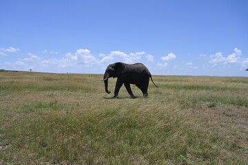 Fototapeta na wymiar elephant in the field