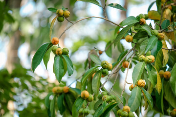 Obraz premium fresh wild fruit on the tree