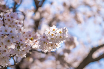 晴天の空の下、満開の桜が揺れる。　用賀の谷沢川ほとり