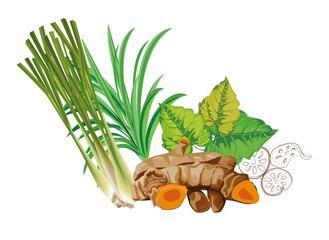 Natural herbs vector illustration