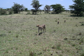 cheetah walking with his cubs