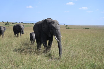 Naklejka na ściany i meble big tusked elephant seen in maasai mara with his family 
