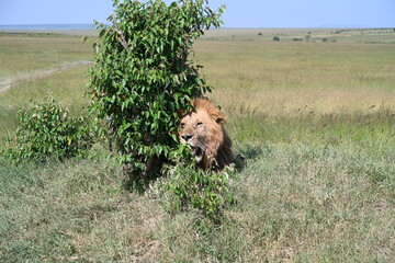 male lion trying to get a shade from a bush