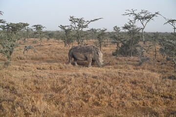 big white rhino eating grass