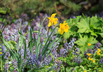 Spring in the Apothecary's garden. Moscow