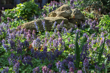 Spring in the Apothecary's garden. Moscow