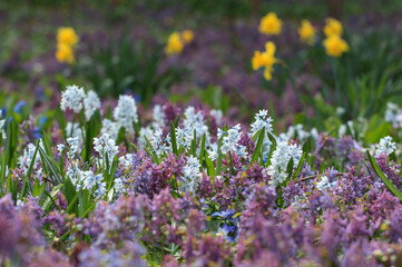 Spring in the Apothecary's garden. Moscow