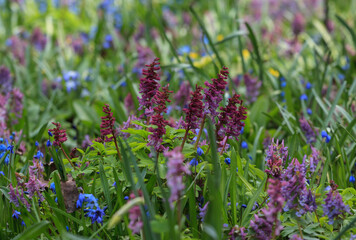Spring in the Apothecary's garden. Moscow
