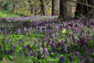 Spring in the Apothecary's garden. Moscow