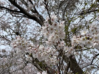 Japan-sakura