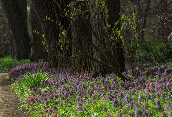 Spring in the Apothecary's garden. Moscow