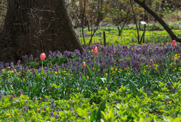 Spring in the Apothecary's garden. Moscow