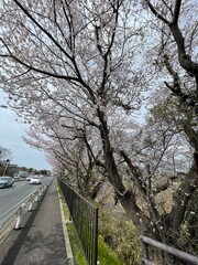 bridge in spring