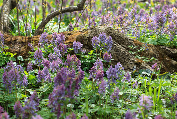 Spring in the Apothecary's garden. Moscow
