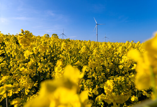 Wind energy symbolized by three tall windmill turbines with blue sky on a sunny day in Germany on a blooming bright yellow field in springtime in Sauerland for the produciton of ecologic rapeseed oil.