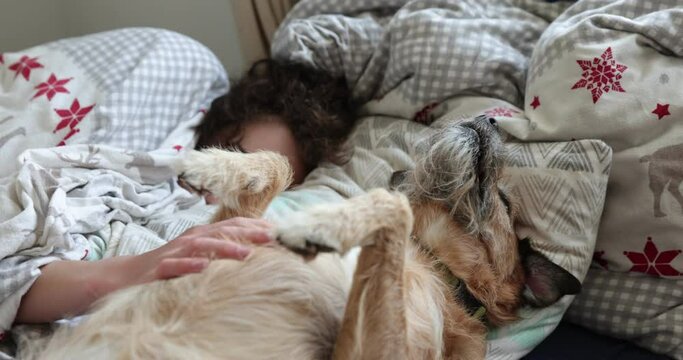 Lazy legs-up terrier dog extended relaxing on bad with boy. Teen boy play with dog staying in the bed.