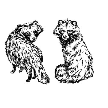 a pair of raccoon dogs tanuki graphics