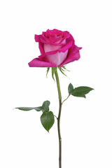 Rose sur fond blanc