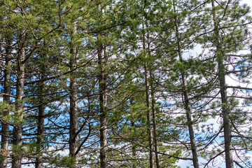 Beautiful forest landscape in spring colors. 
