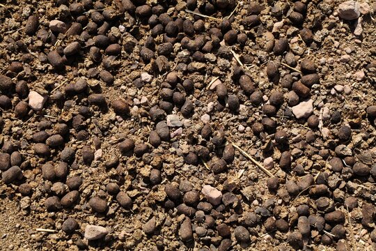 Camel droppings