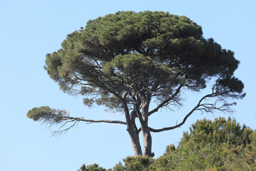 tall exotic green trees in summer