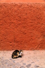 Street cat in Marrakech, Morocco
