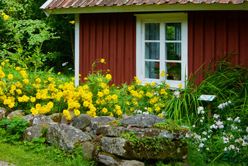 Old swedish red wooden cottage with white window frames behind a stone wall with summer flowers.                      - obrazy, fototapety, plakaty