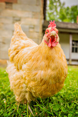 Hello Chicken