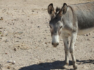 A wild burro living in the Mojave Desert, on the outskirts of the small town of Beatty, in Nye County, Nevada.