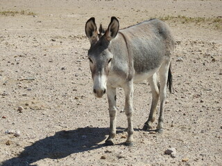 A wild burro living in the Mojave Desert, on the outskirts of the small town of Beatty, in Nye County, Nevada.