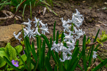 beautiful white hyacinth in garden.spring flower, close-up
