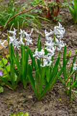 beautiful white hyacinth in garden.spring flower, close-up