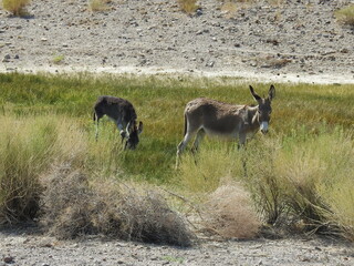 A wild burro mama and her babe enjoying a beautiful day in a grassy desert meadow, in the outskirts of the small town of Beatty, in Nye County, Nevada.