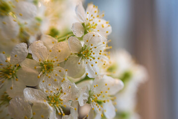 tree blossom