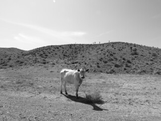 A cow residing in the Nevada Desert, on open range, in Esmerelda County.