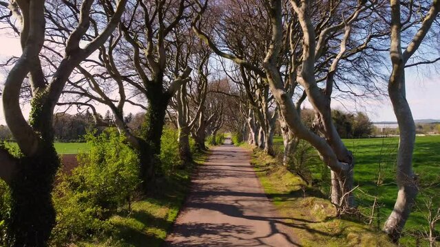 Famous Dark Hedges in Northern Ireland - fly through drone footage