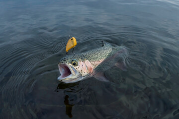 Area trout fishing. Caught rainbow trout fish in water on hook