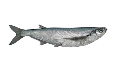 Sabrefish. Alive ziege chehon fish isolated on white background