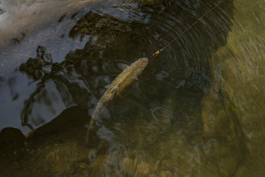 Common minnow fish in natural environment. Eurasian minnow fishing at mountain river. Phoxinus phoxinus