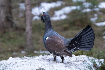 The western capercaillie (Tetrao urogallus)