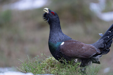 The western capercaillie (Tetrao urogallus)