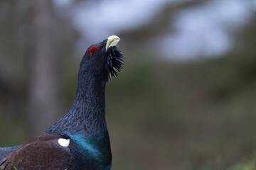 The western capercaillie (Tetrao urogallus)