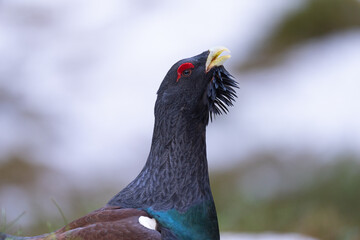 The western capercaillie (Tetrao urogallus)