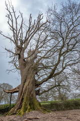 The Hundred Guinea Oak Tree and ancient oak tree thought to be more than 650 years old 