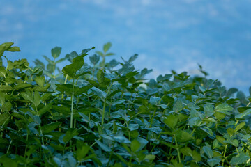 watercress a rapidly growing perennial plant native to Europe and Asia one of the oldest leaf vegetable consumed by humans
