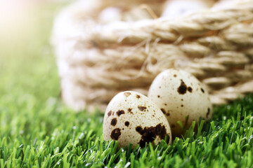 Two quail eggs on the grass - obrazy, fototapety, plakaty