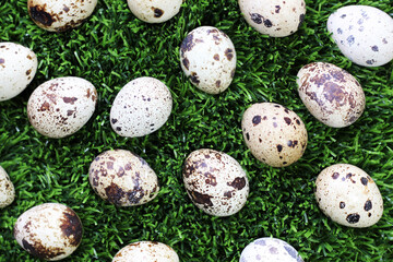 Quail eggs on the grass in the garden