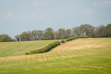 freshly planted crops beginning to grow in the spring sunshine in English countryside