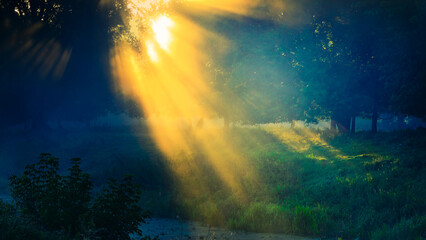 Obraz na płótnie Canvas Rays of the sun through the foliage of trees in the fog. Sunset or sunrise